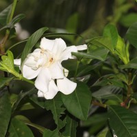 Gardenia jasminoides J.Ellis